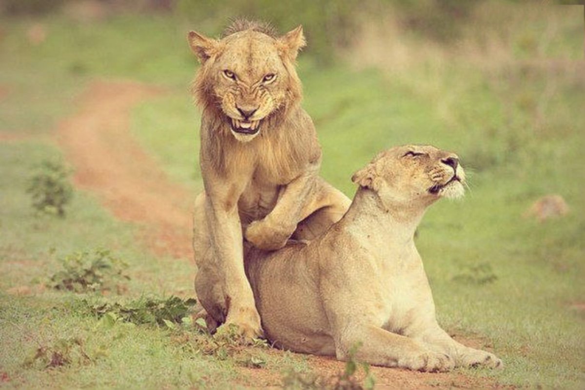 Старый худой Лев