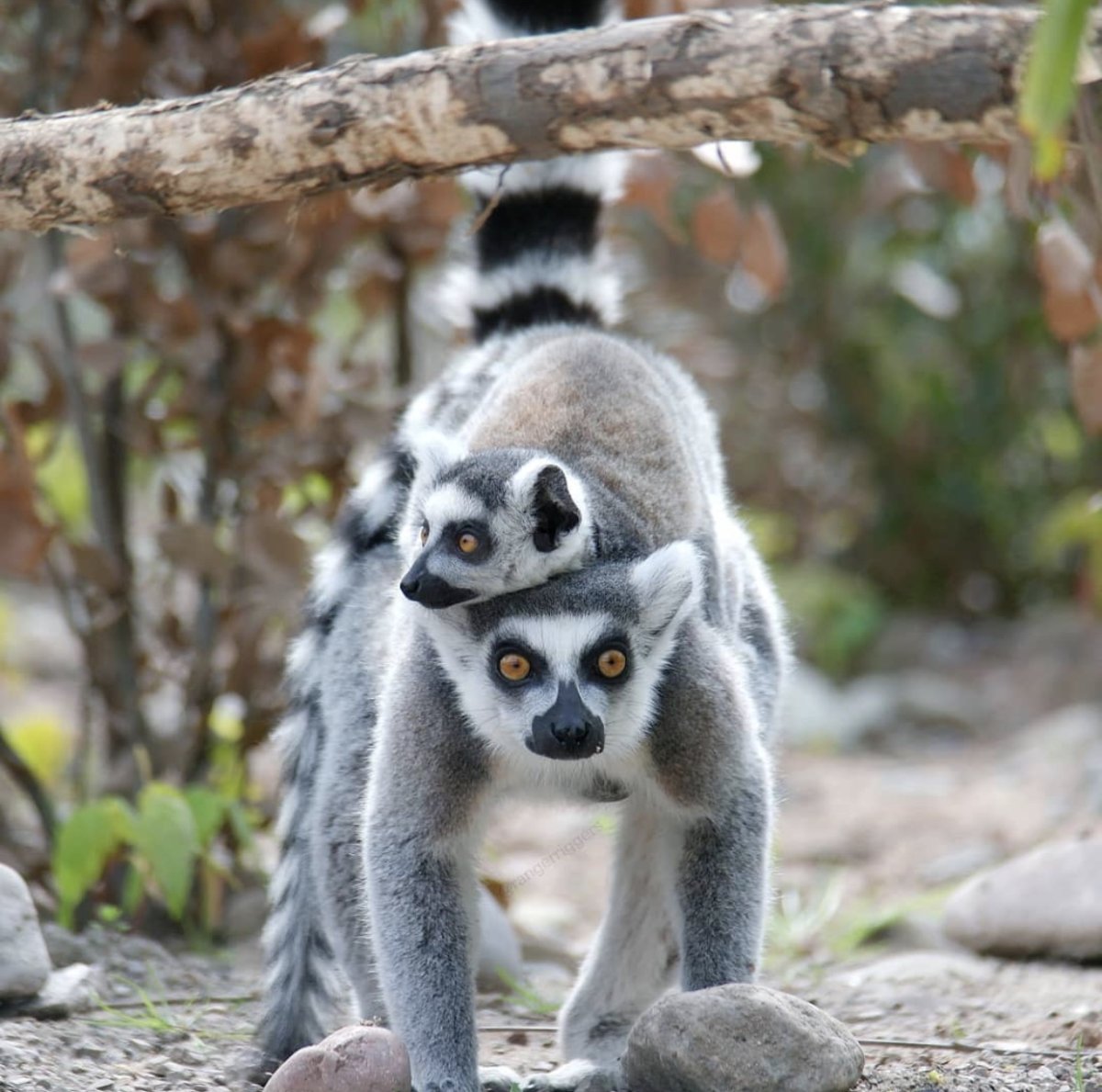 Радостные звери