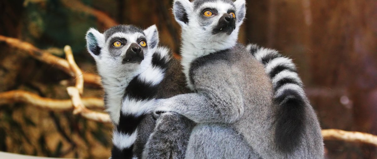 Венценосный лемур