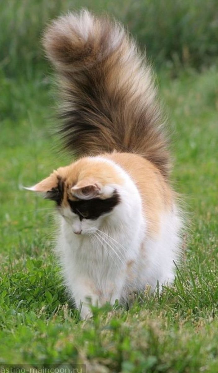 Кот с пушистым хвостом