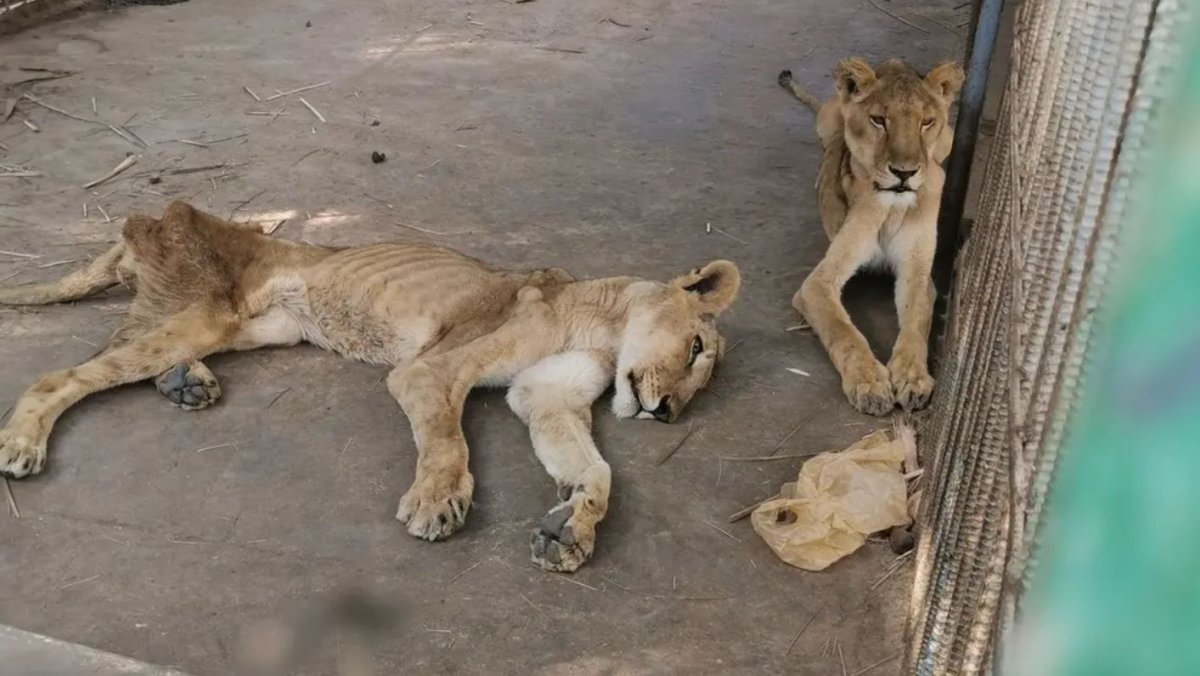 Чучело Льва