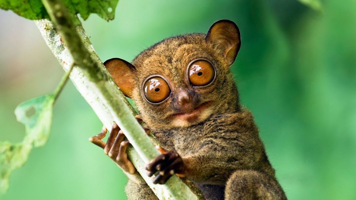 Лемуры на Занзибаре