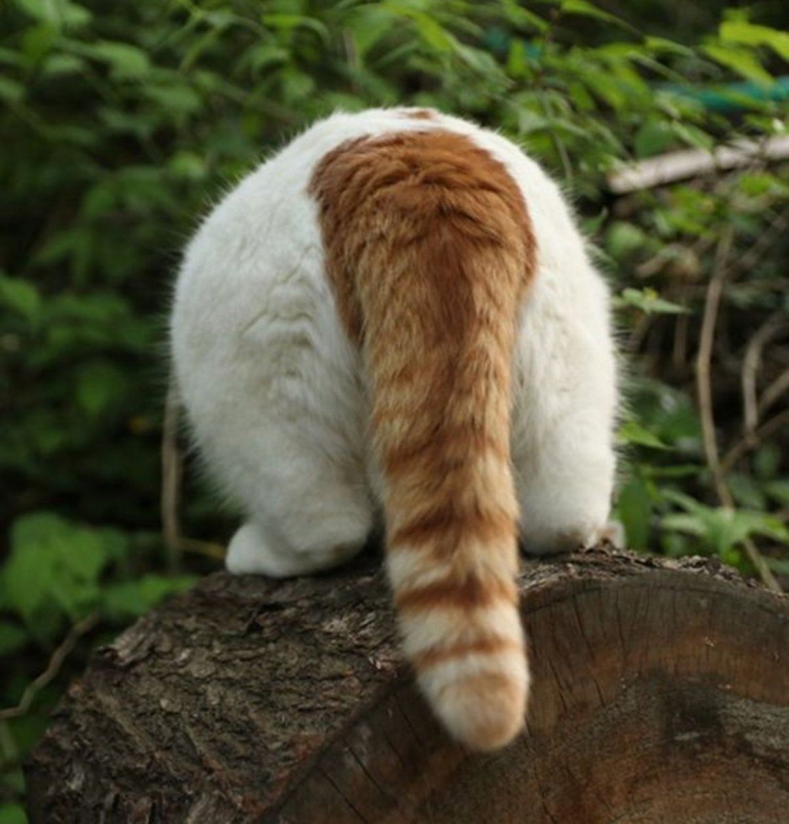 Звери с пушистым хвостом