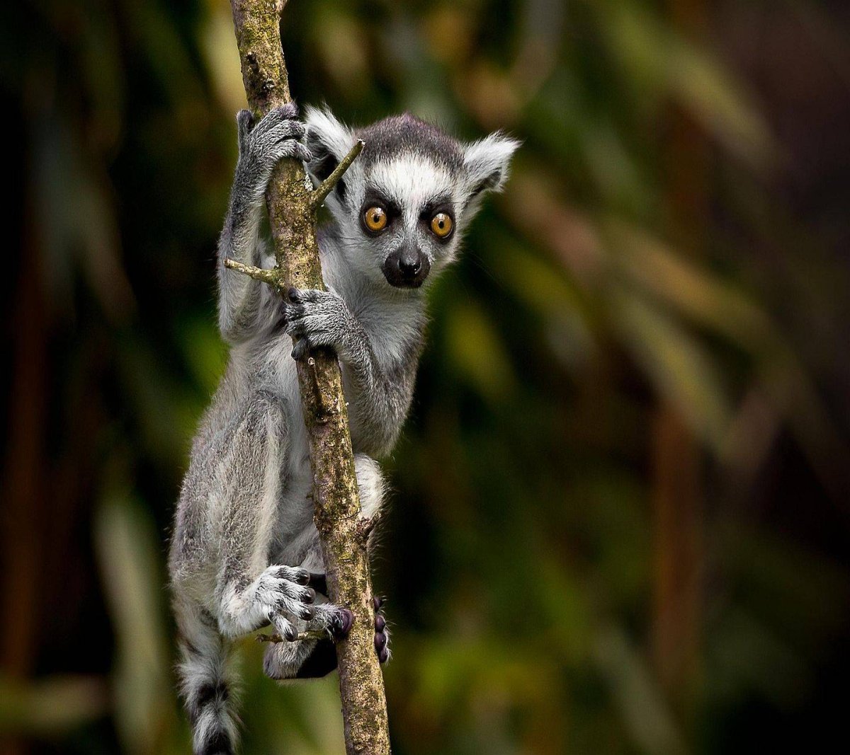 Омега лемур