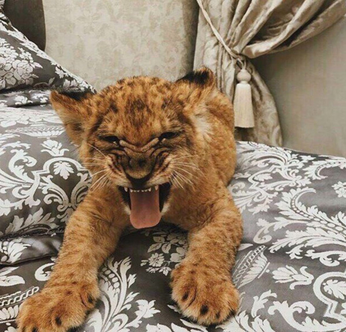 Берберийский Лев