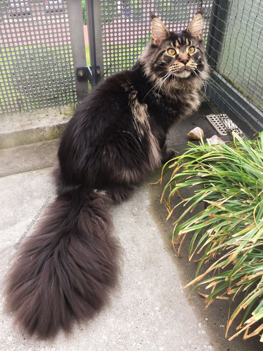 Кошка рыжая с белым