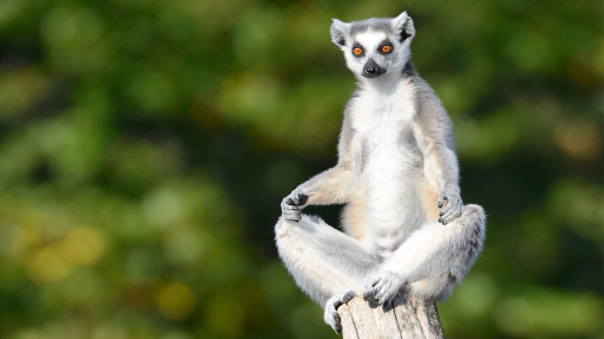 Ленивец Лори