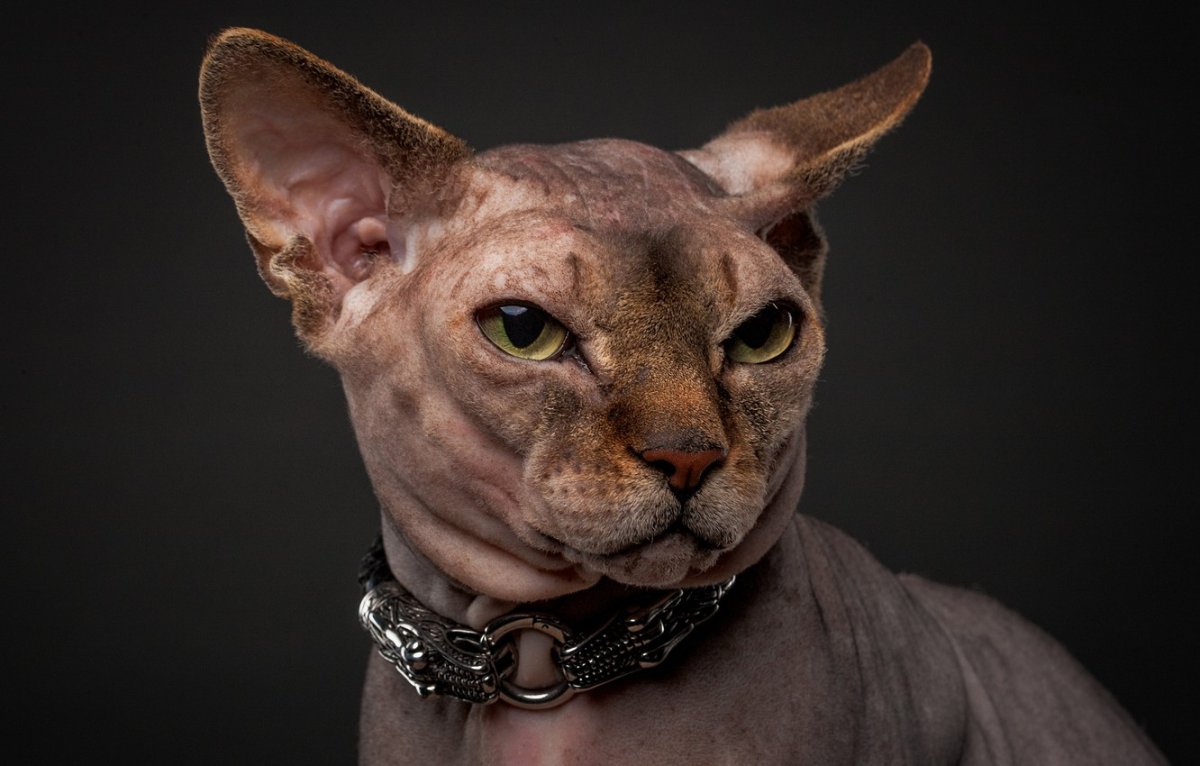 Крымский сфинкс кошка