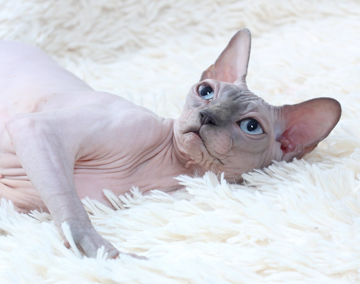 Сфинкс Локи