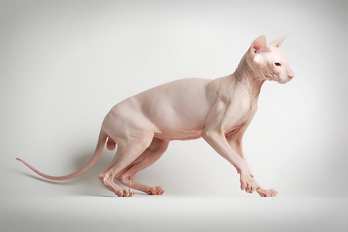 Канадский сфинкс Тоби