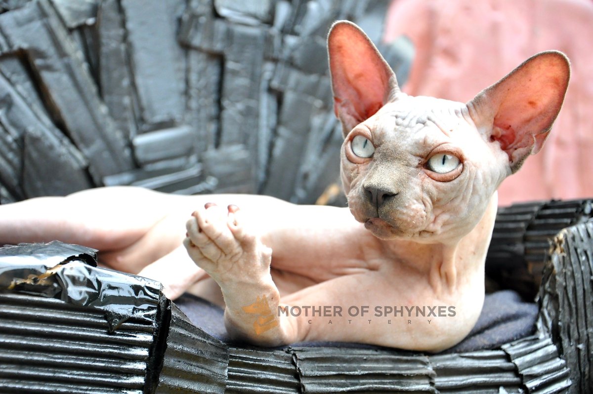 Мускулистый сфинкс