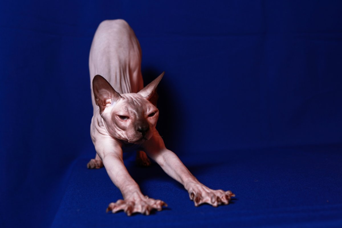 Канадский сфинкс гладкошерстный