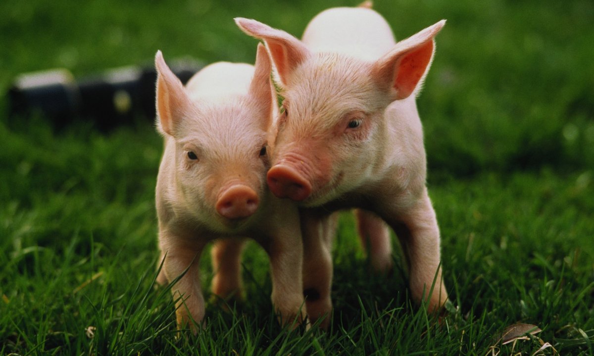 Йоркшир поросята