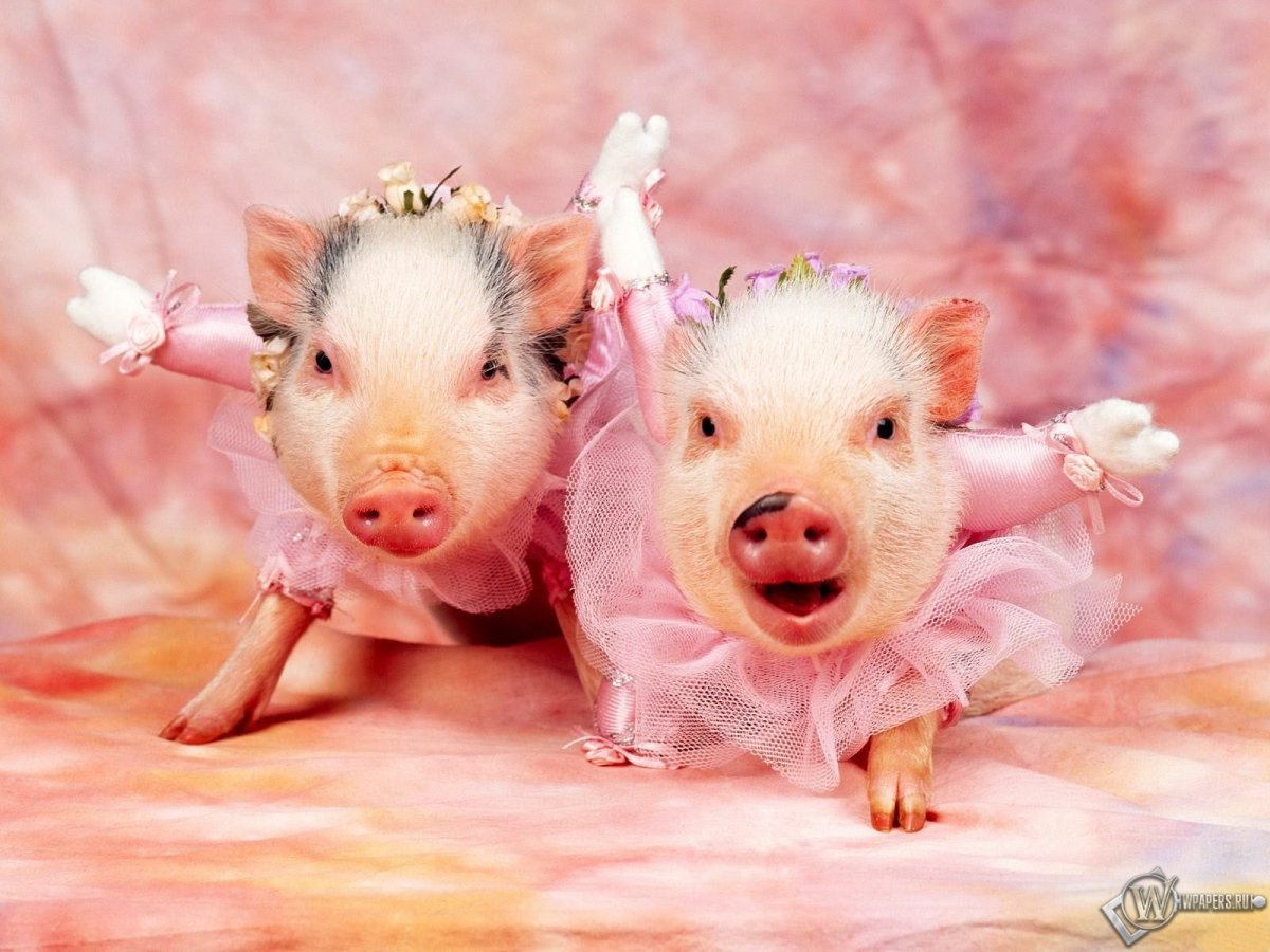 Красивый поросенок