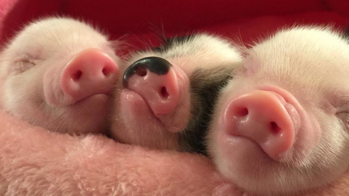 Самый милый поросенок