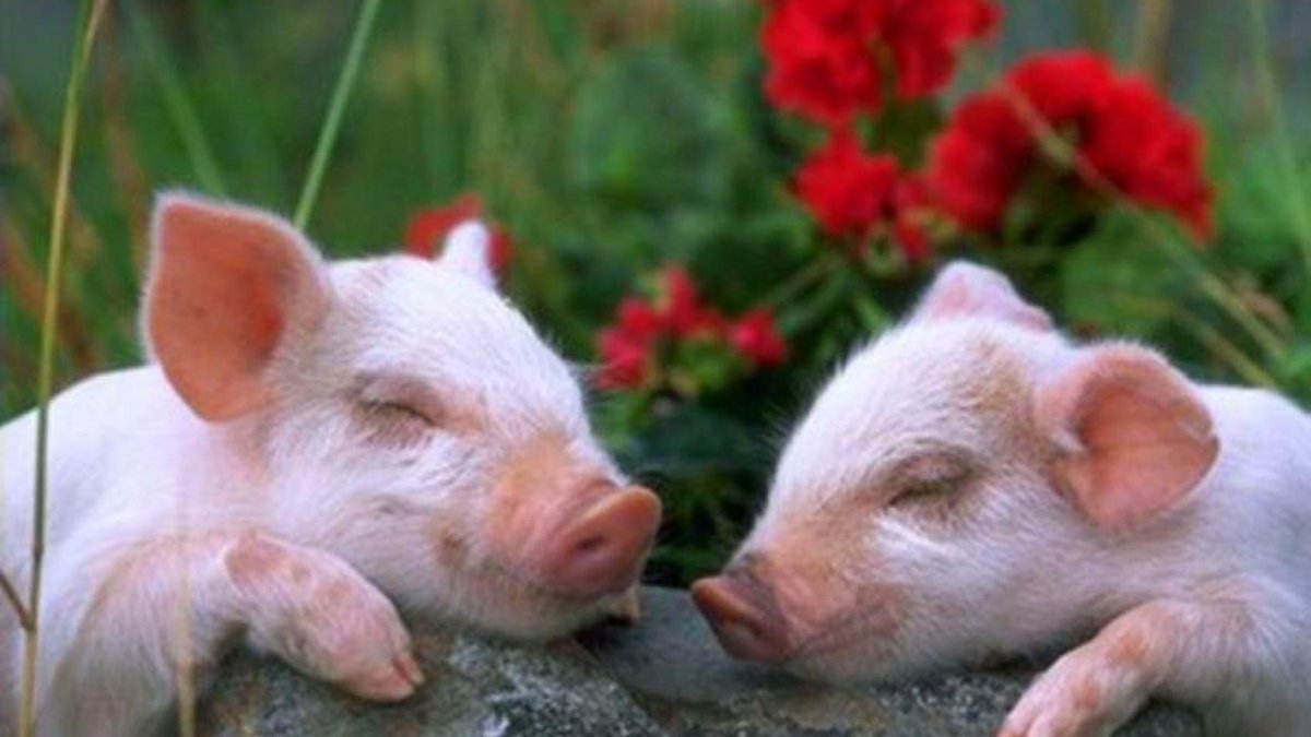 Поросята обычные