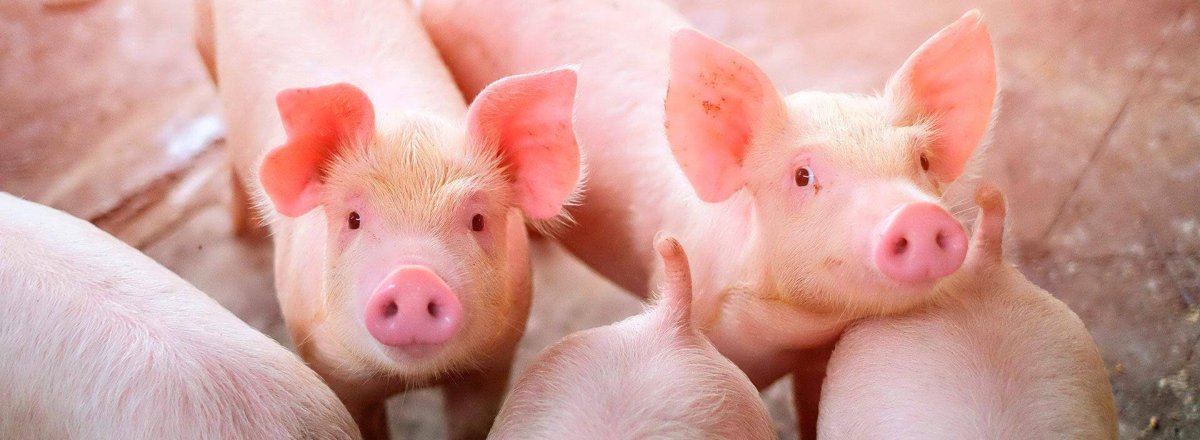 Откормочное поголовье свиней