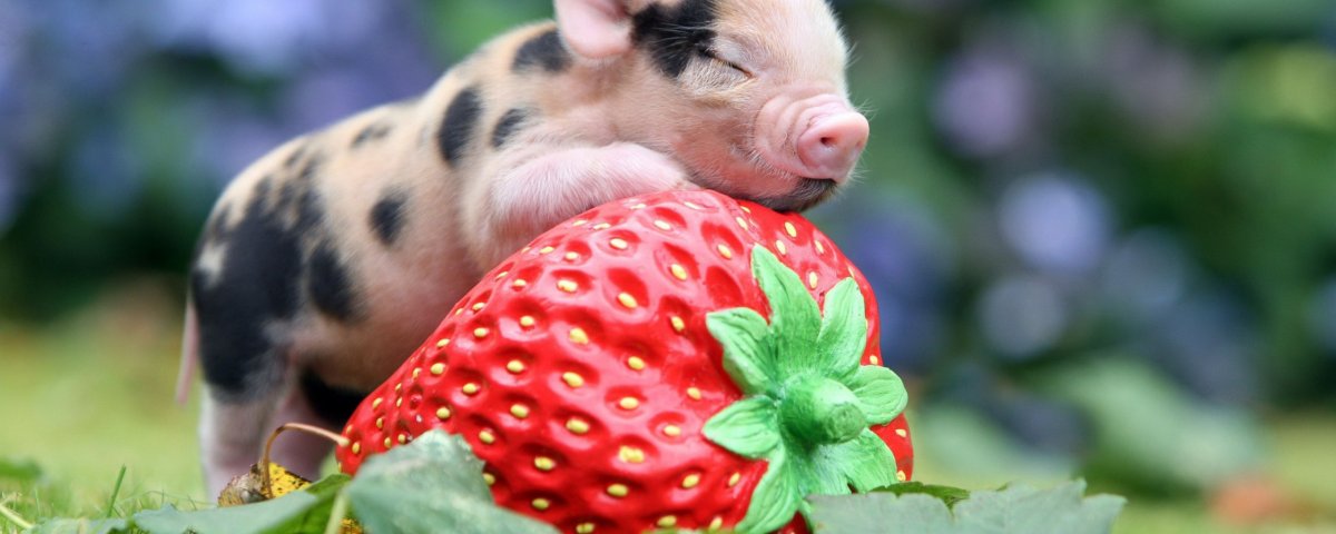 Минипиг пятнистый