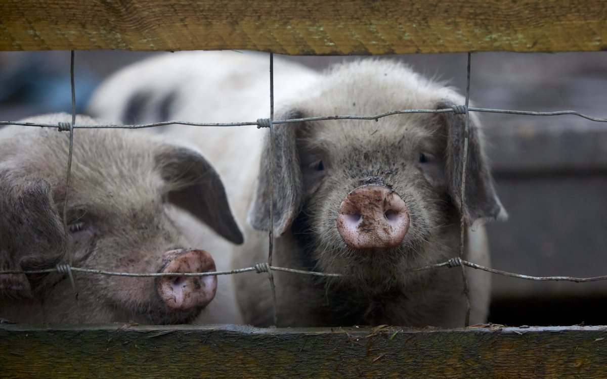 Йоркшир поросята