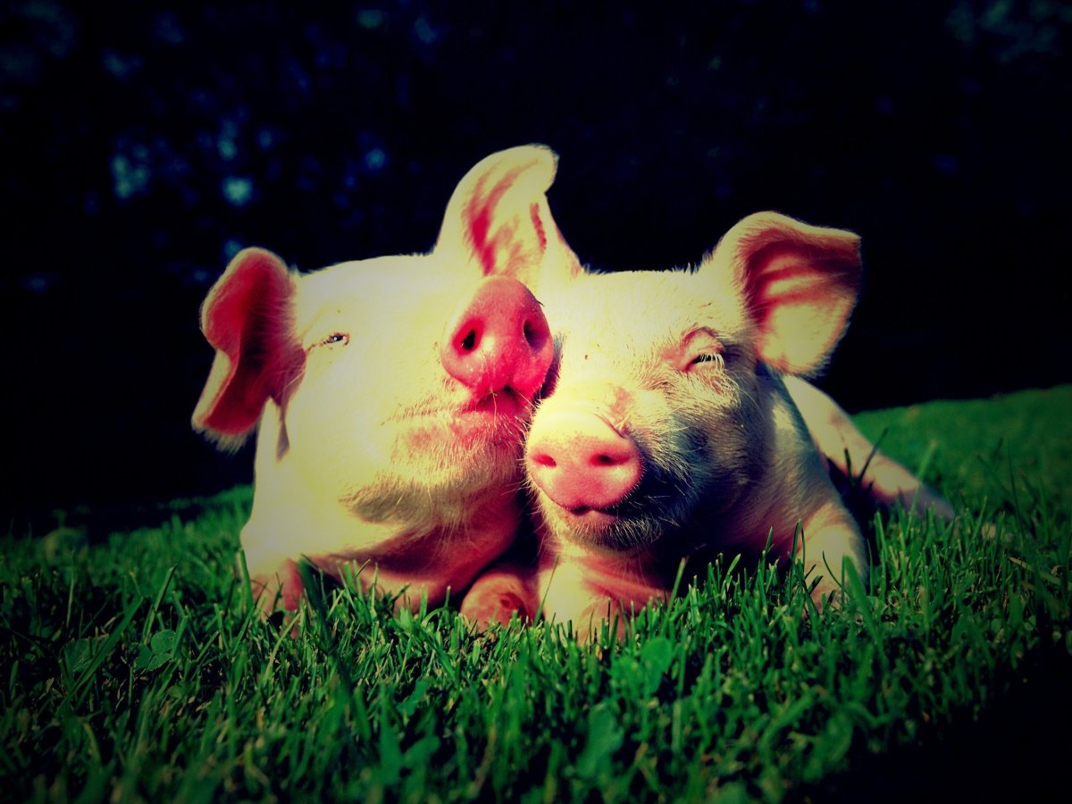 Милые поросята