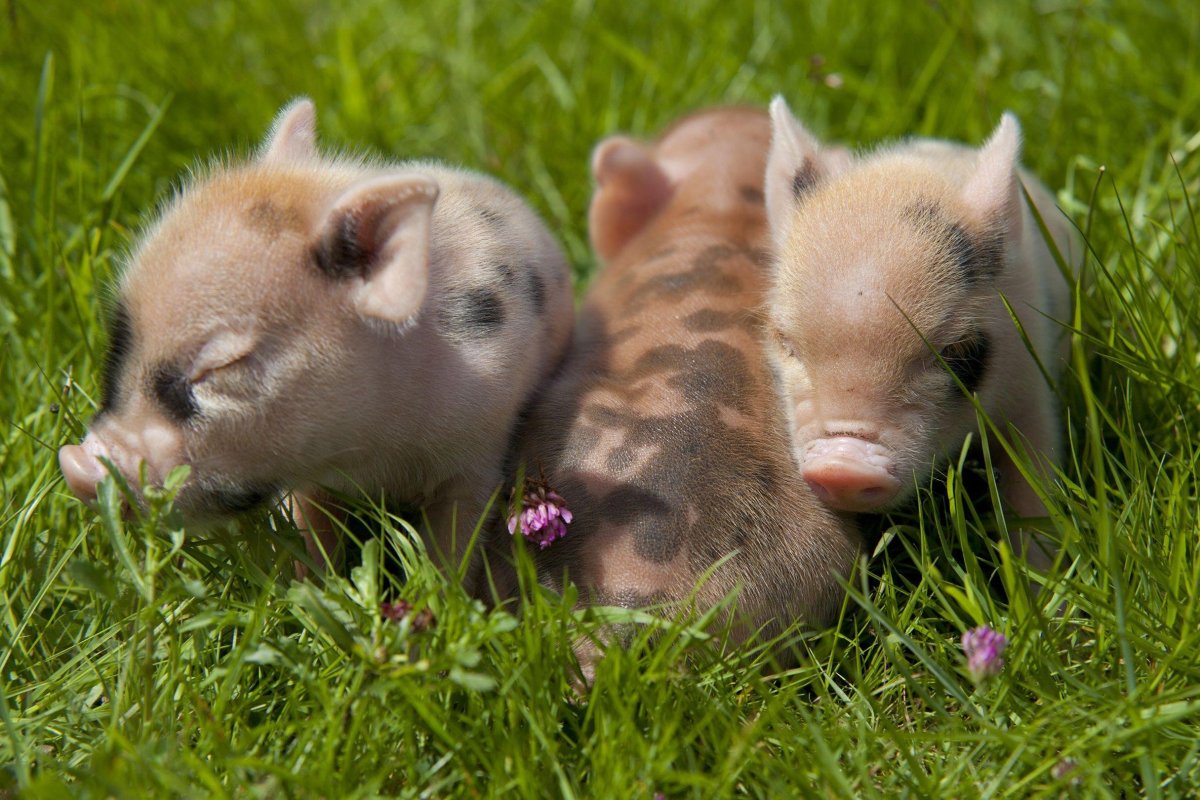 Минипиг минипиг минипиг