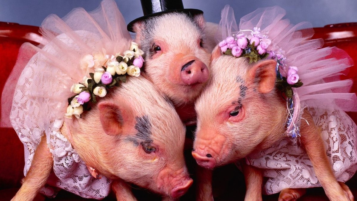 Озорной поросенок