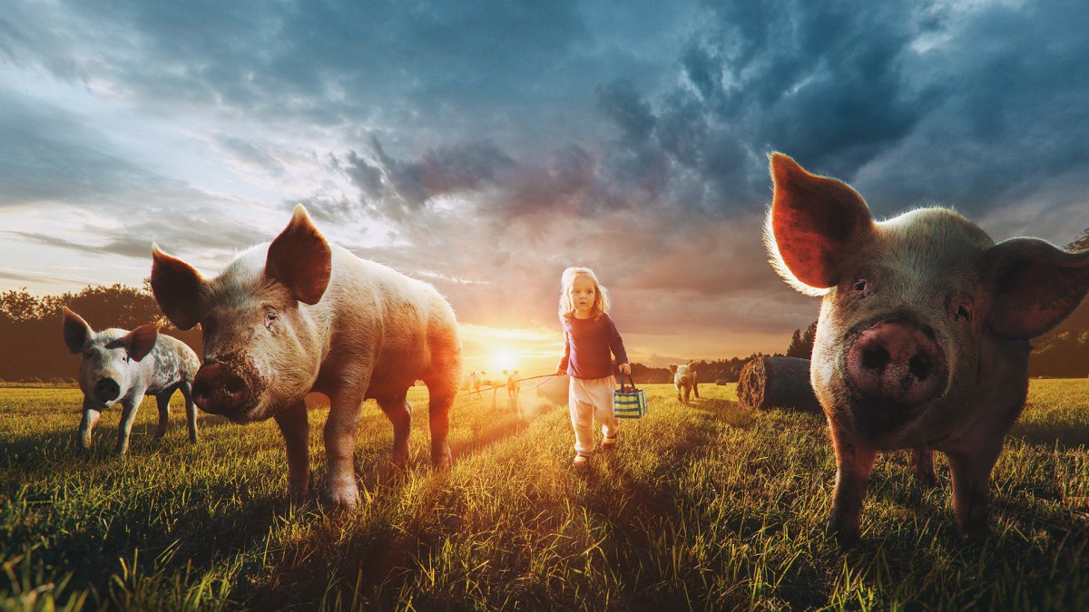 Вислоухая свинья