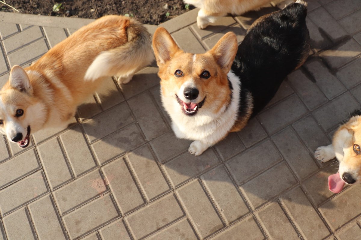 Фаворит Сибири питомник корги