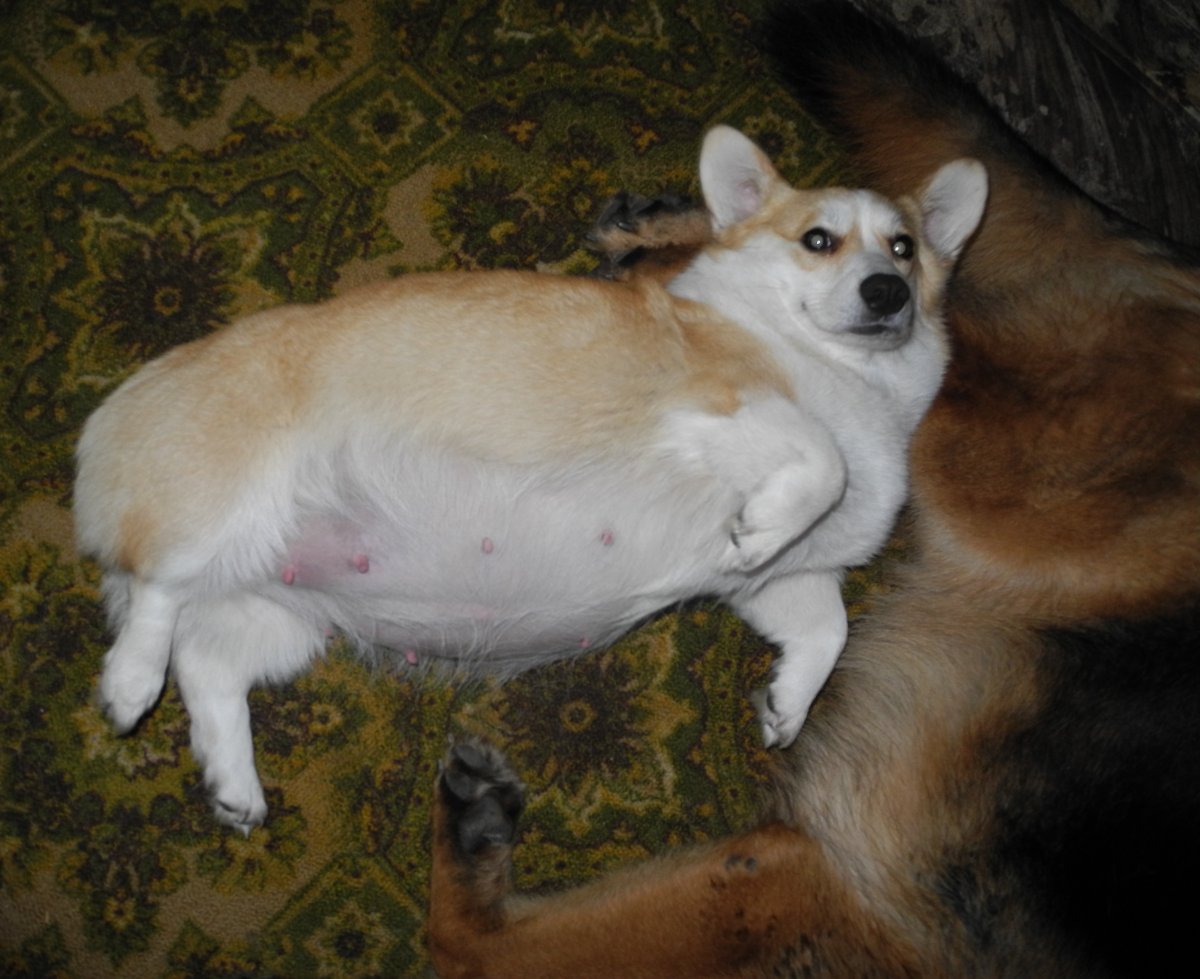 Беременность корги пемброк