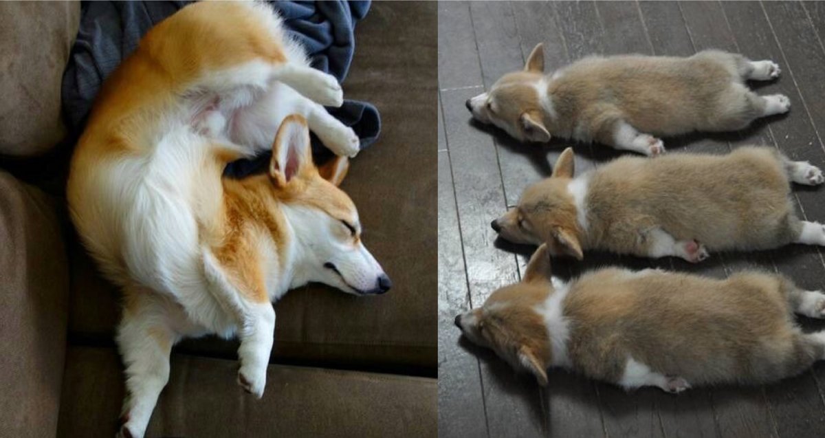 Беременная корги