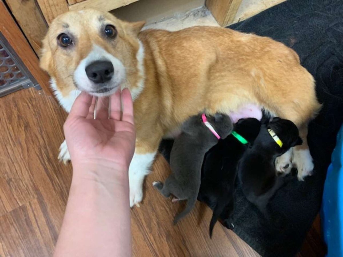 Корги Коржик