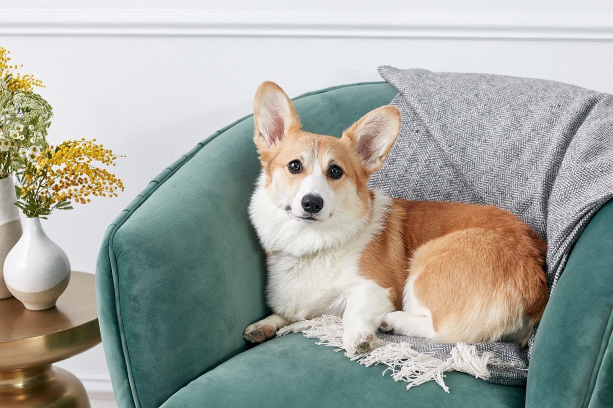 Вельш корги пемброк гладкошерстный