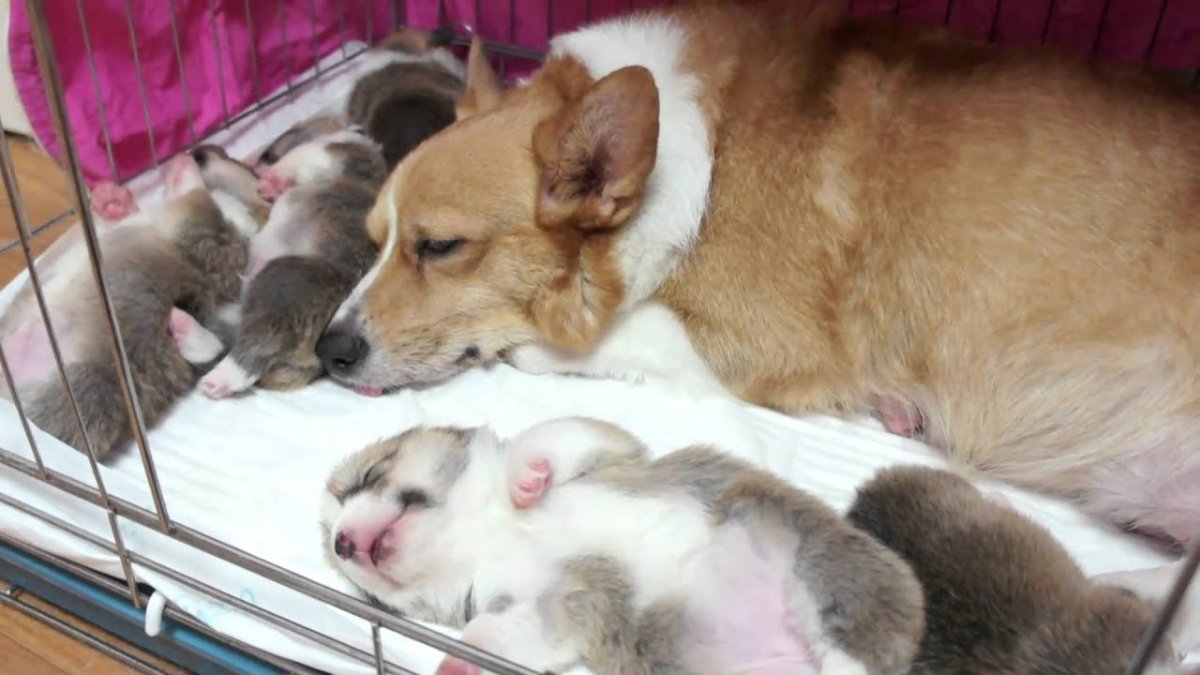 Корги Шмель