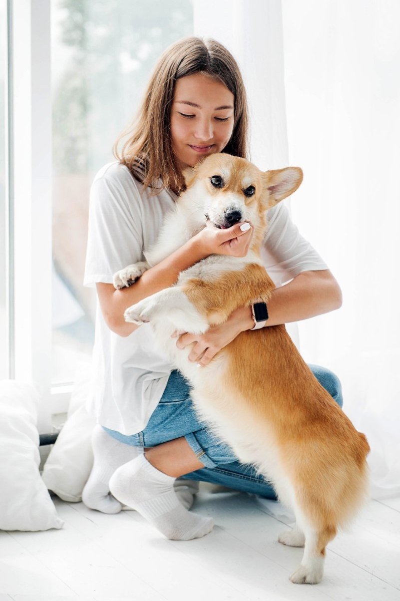 Вельш корги пемброк