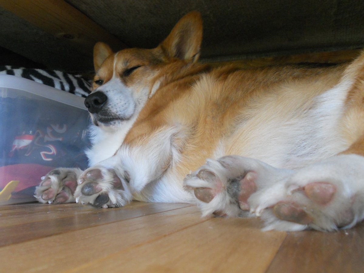 Королевский корги спит