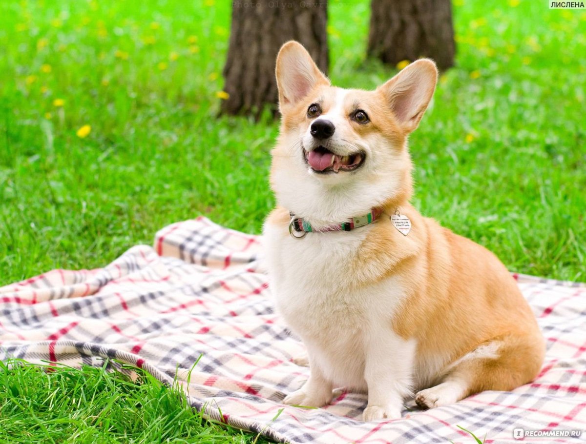 Беременный корги