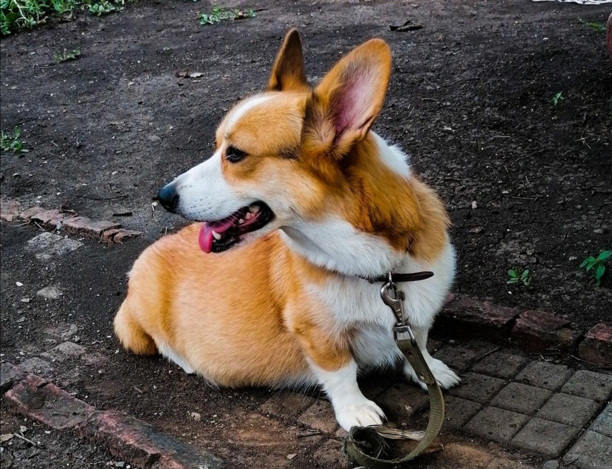 Корги и лиса