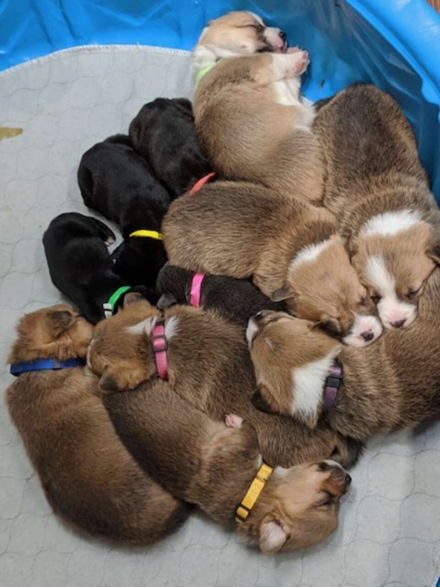 Собачьи бега корги