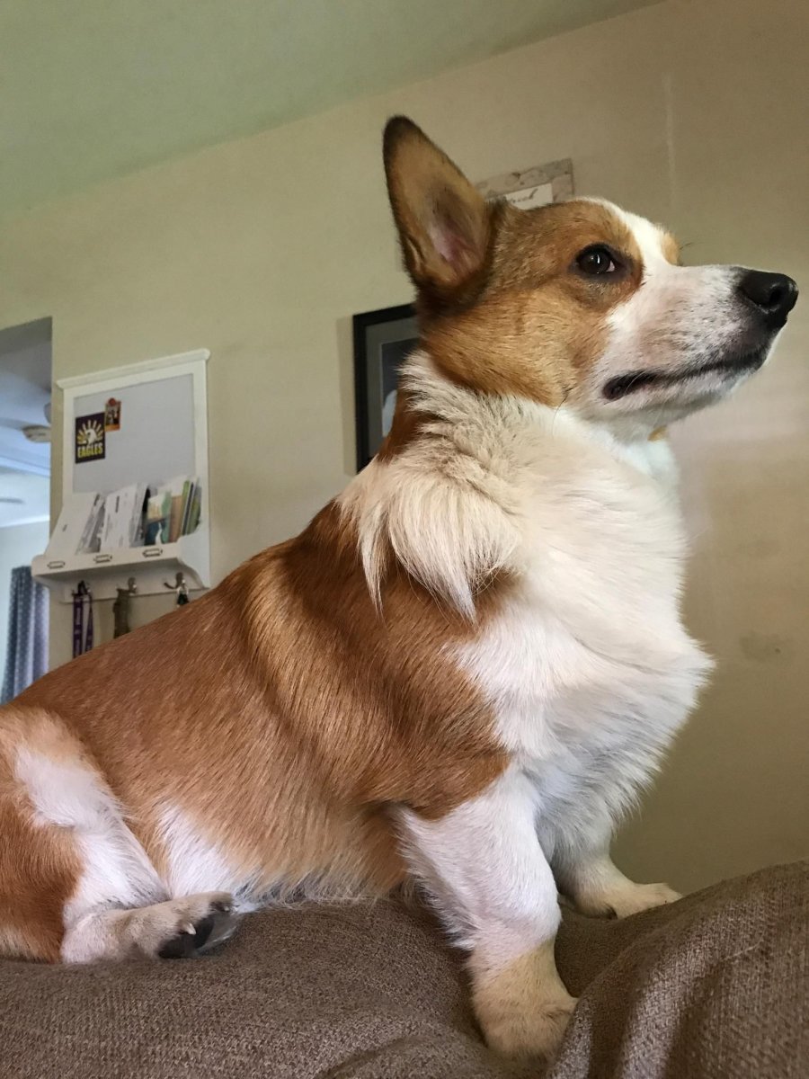 Беременная корги пемброк