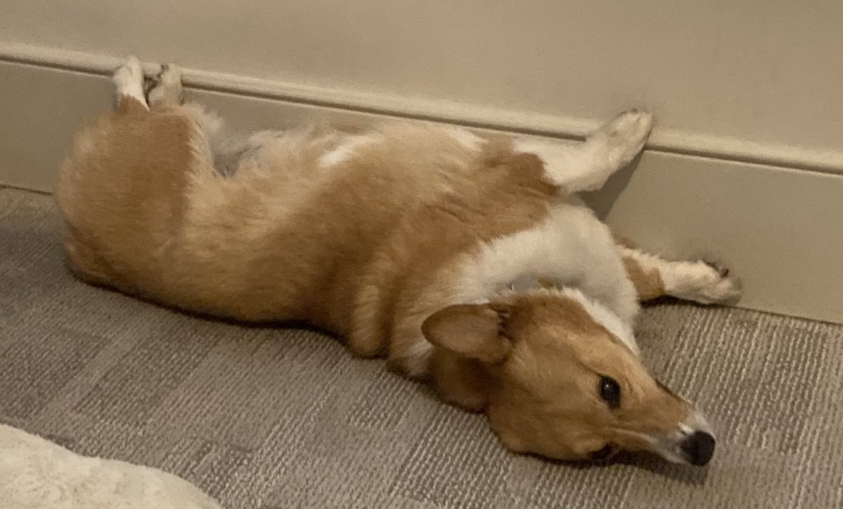 Корги спинальник