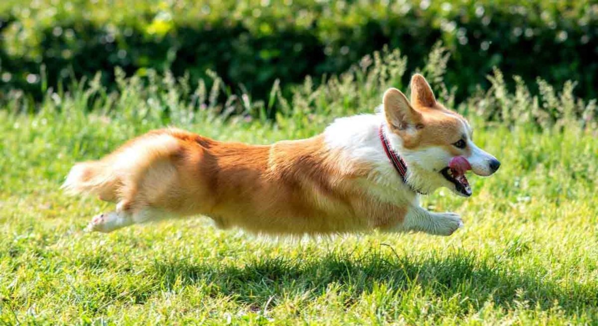 Корги с пончиком