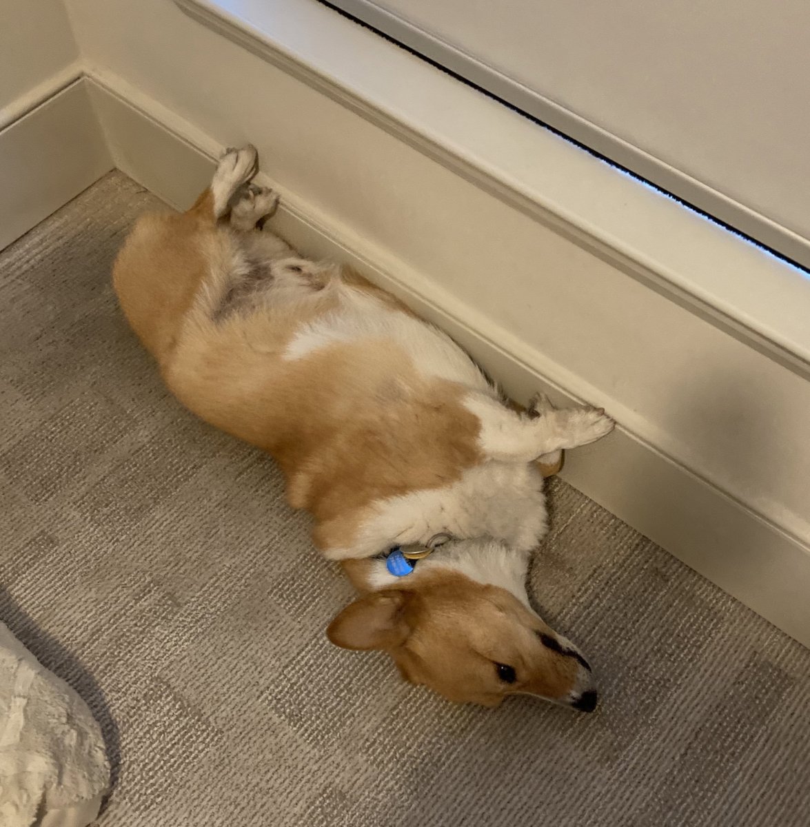 Корги собака жепка