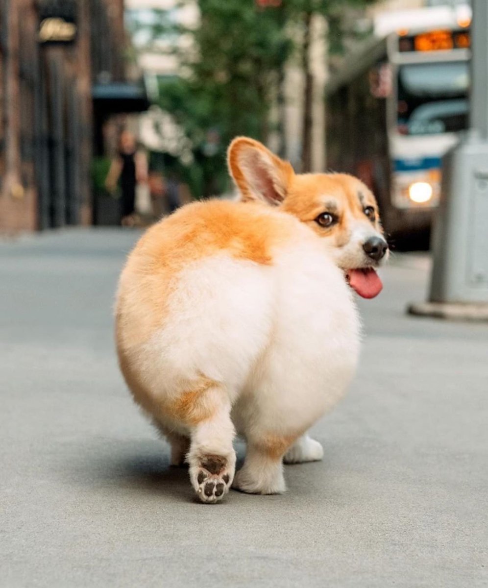 Вельш корги Новорожденные щенки