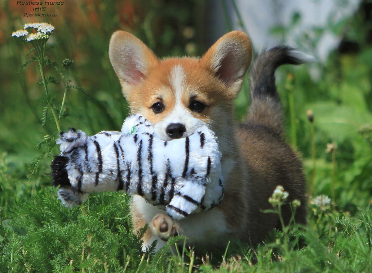 Вельш корги пемброк