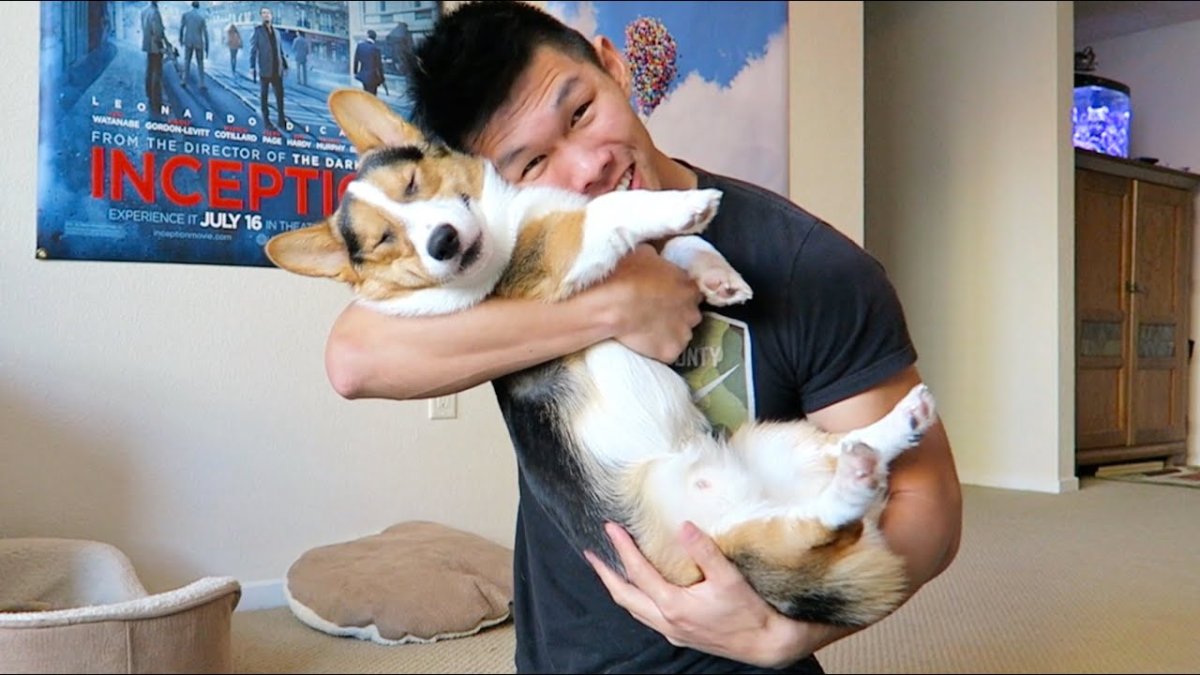 Корги пемброк с человеком