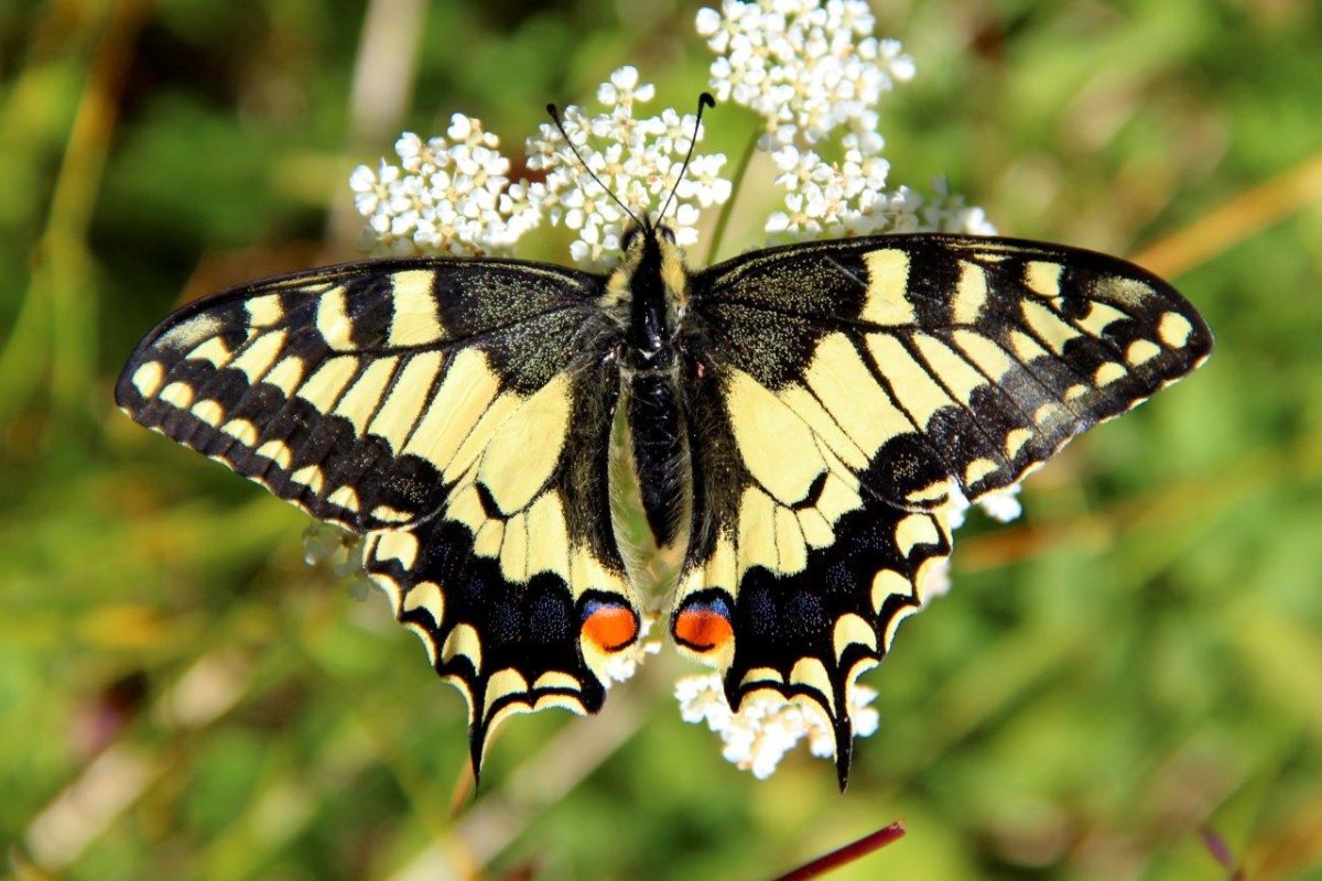 Махаон Papilio Machaon Linnaeus, 1758