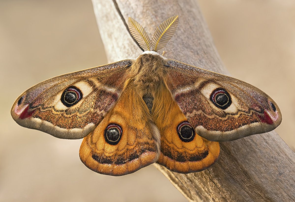Китайская дубовая Павлиноглазка
