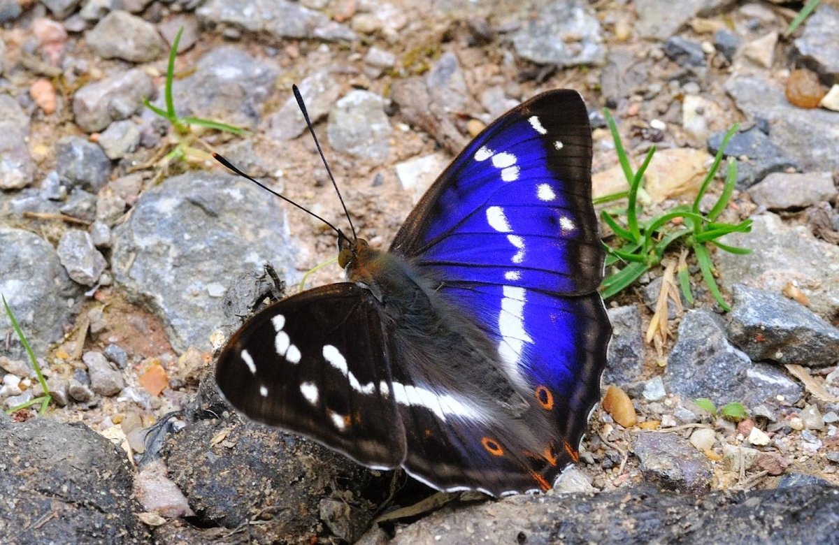 Переливница Ивовая