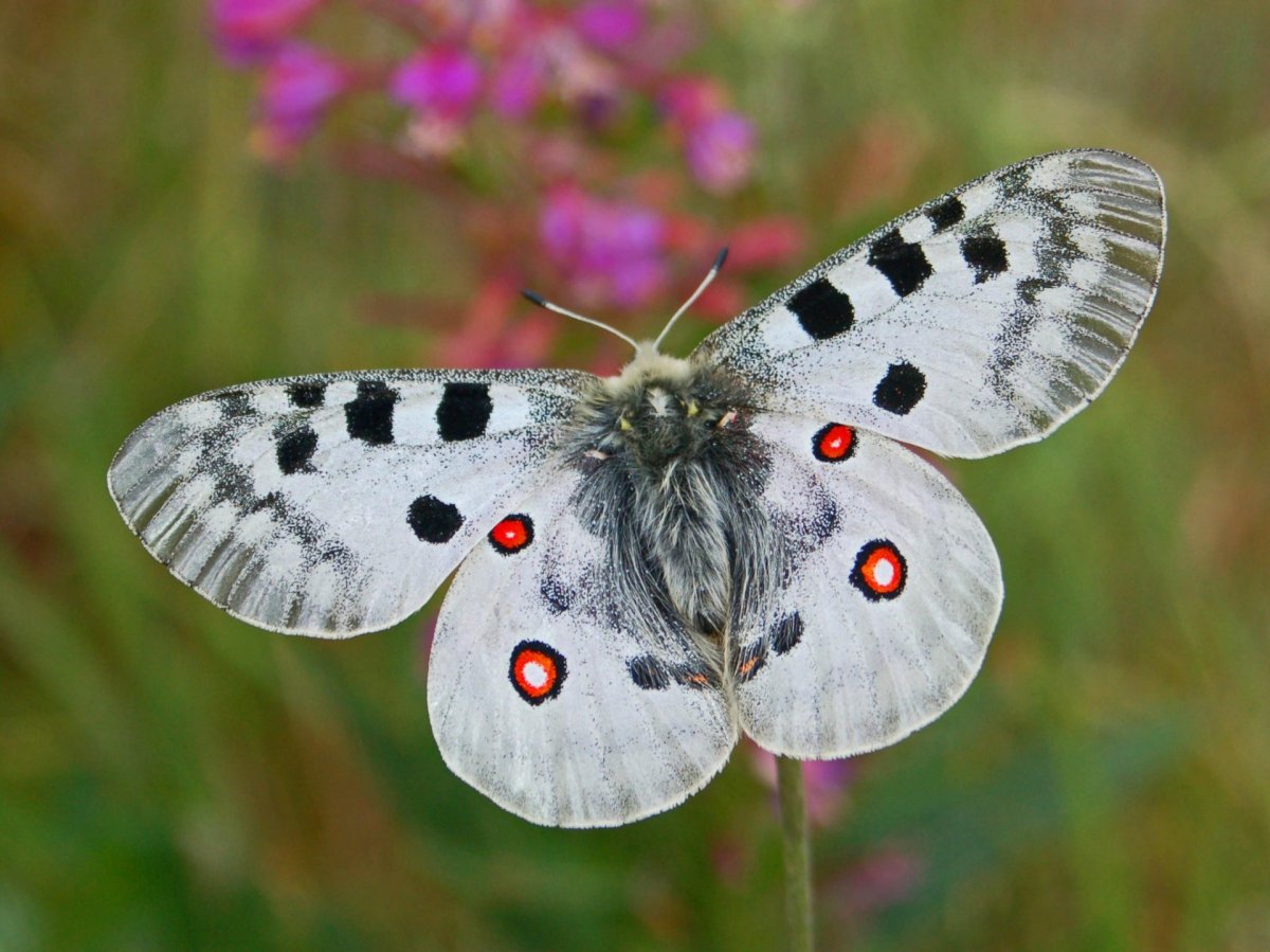 Аполлон (Parnassius Apollo)