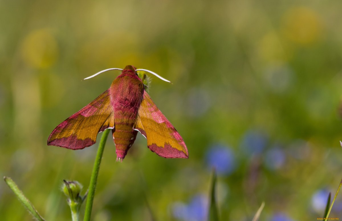 Мотыльки Фотобанк